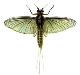 Prosopistoma foliaceum Fourcoy 1785 attēls