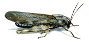 Psophus stridulus L. attēls