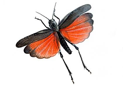 Psophus stridulus L. attēls