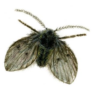 Psychoda phalaenoides (L.) attēls