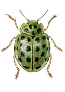 Psyllobora vigintiduopunctata (L.) attēls