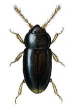 spalvspārnītis attēls