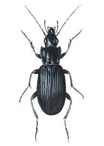 Pterostichus niger Schaller attēls