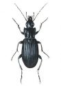 Pterostichus niger Schaller attēls