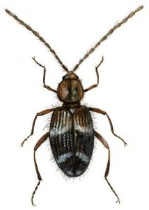 Ptinus rufipes Olivier attēls