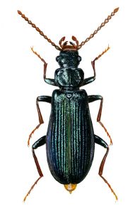 Pytho depressus (L.) attēls