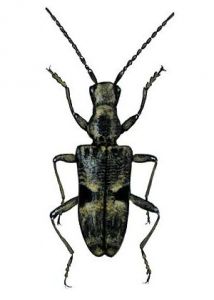 Rhagium inquisitor L. attēls