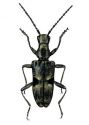 Rhagium inquisitor L. attēls