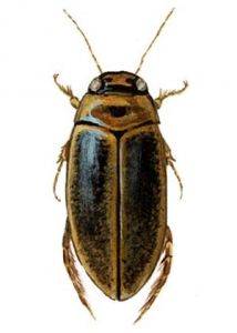 Rhantus suturalis (McLeay) attēls