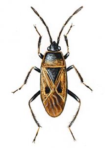 Rhyparochromus pini L. attēls