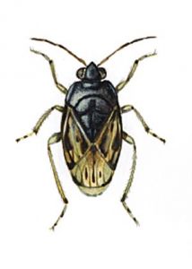 Saldula saltatoria L. attēls