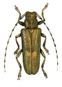 Saperda carcharias L. attēls