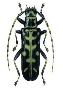 Saperda scalaris L. attēls