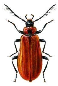Schizotus pectinicornis (L.) attēls