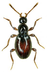 Scydmaenus tarsatus (Mueller, PWJ et Kunze) attēls