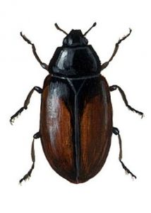 Scymnus suturalis Thunberg attēls