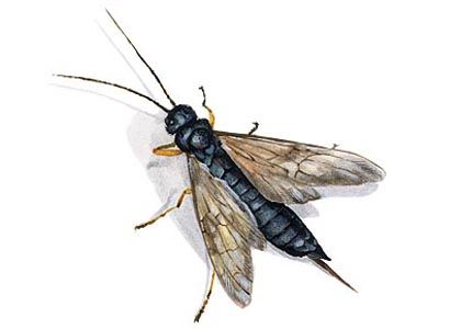 Sirex noctilio F. attēls