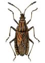 Spathocera dalmani Schill. attēls