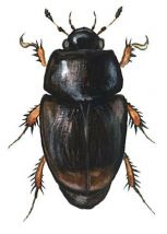 mēslmīlis attēls