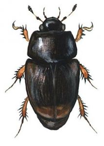 Sphaeridium scarabaeoides (L.) attēls
