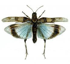 Sphingonotus caerulans (L.) attēls