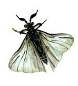 bišu strepsiptera attēls
