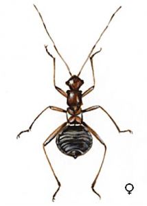 Systellonotus triguttatus L. attēls