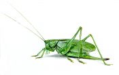 Tettigonia cantans Fuessly attēls