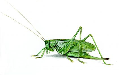 Tettigonia cantans Fuessly attēls