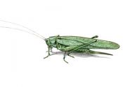 Tettigonia viridissima L. attēls