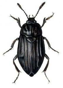 Thanatophilus sinuatus (F.) attēls