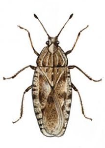 Tingis cardui L. attēls