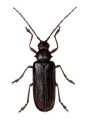 Tragosoma depsarium L. attēls