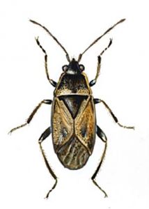 Trapezonotus arenarius Fieb. attēls