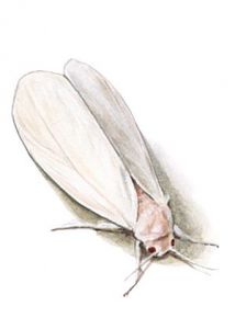 Trialeurodes vaporariorum Westw. attēls