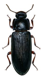 Tribolium destructor Uytt. attēls