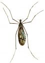 Trichocera maculipennis Meigen attēls