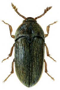 Trixagus dermestoides (L.) attēls