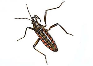ūdensskraidulis attēls