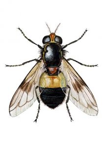 Volucella pellucens L. attēls