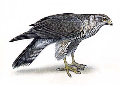 Accipiter gentilis (L.) attēls