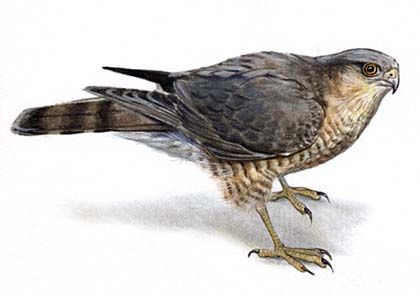 Accipiter nisus (L.) attēls