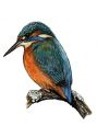 Alcedo atthis (L.) attēls