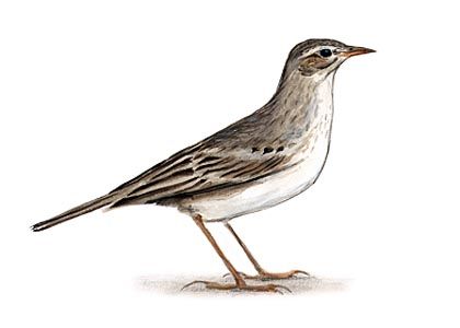 Anthus campestris (L.) attēls