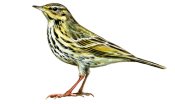 Anthus hodgsoni Richmond attēls
