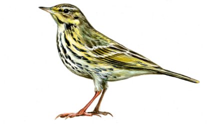 Anthus hodgsoni Richmond attēls