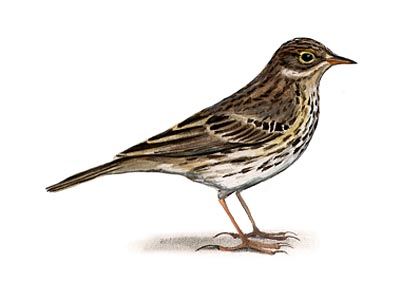 Anthus pratensis (L.) attēls