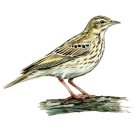 Anthus trivialis (L.) attēls