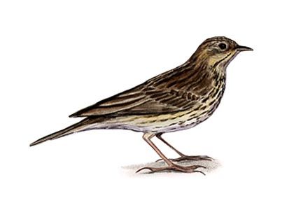 Anthus trivialis (L.) attēls