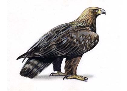 Aquila chrysaetos (L.) attēls